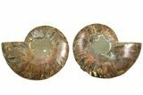 Cut & Polished, Agatized Ammonite Fossil - Madagascar #206761-1
